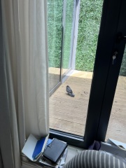 Distressed Bird (possible pidgeon)