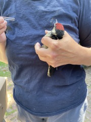 Pigeon drama. What to do?