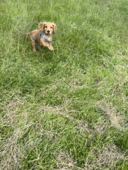 Puppy Survival Thread for New and Old Pups - Spring is around the corner!