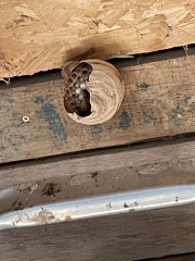 Anyone know if this is a hornet or bees nest? Photos  included.
