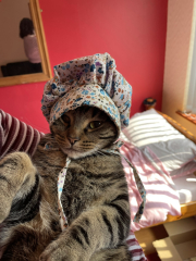 The One where TC moved to Scotland and joined the Excellent Cats