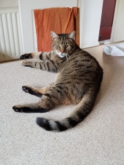 Machiavellian Misbehaviour- the Excellent Cats Deny Everything