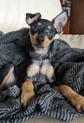 Then and Now - Your Puppy to Adult Dog Photos