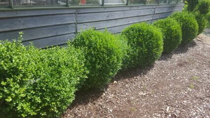 What have you done in the garden today? Part 5