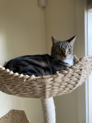 The One where TC moved to Scotland and joined the Excellent Cats