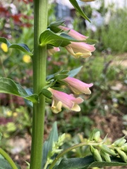 Plant ID request!