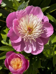 Come and tell me your dull and unexciting news 30: Calmly through the day