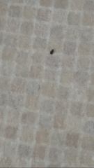 Black mites in UK kitchen