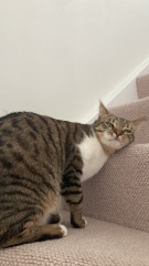 Do you speak 'cat'?