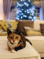 Family cat suggestions