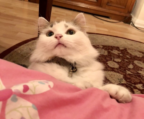 Do you speak 'cat'?