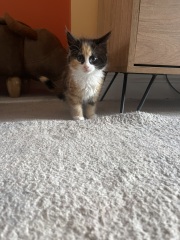 Kitten sisters... not pooing yet?