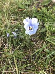 What is the name of this flower?
