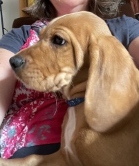 Puppy Survival Thread for New and Old Pups - Spring is around the corner!