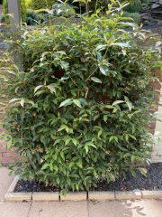 Plant ID?