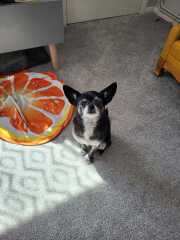 Please tell me about your chihuahua, the good and the bad!