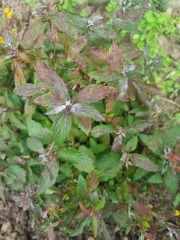 What are these spots on my shrubs?