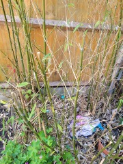 What can I do for this Bamboo?
