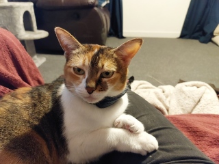 Shall we have a pet thread? Something nice for over the weekend 😁