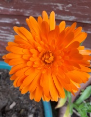 What have you done in the garden today? Part 5