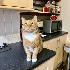 Family cat suggestions