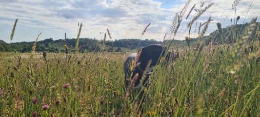 Medication for anxious/reactive dogs?