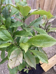 What’s wrong with my magnolia