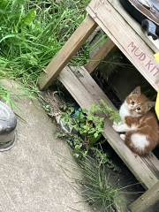 Neighbourhood kittens
