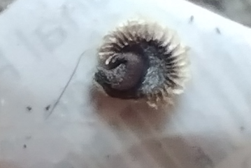 What is this? Is it larve / grub?