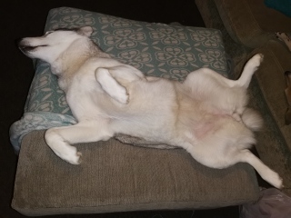 Can I train dog to now not go on the new sofas?