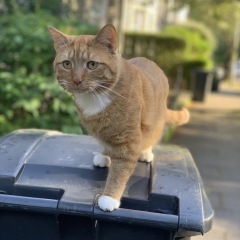 Sense check - how often is your cat sick?