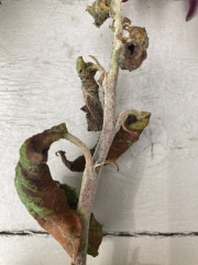 What’s happening to our Apple Tree?