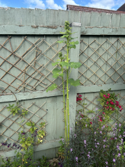 Hollyhocks