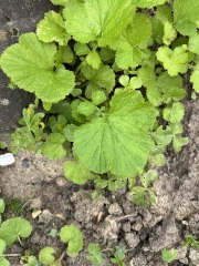 Is  this a weed ?