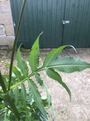 What have you done in the garden today? Part 5