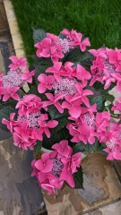 What am I doing wrong with my hydrangeas?