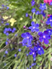 Mottisfont Abbey plant id