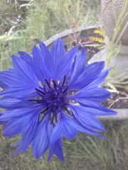 What have you done in the garden today? Part 5