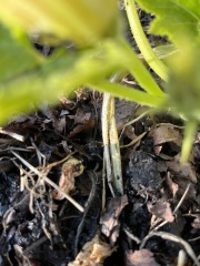 Courgette stems looking poorly