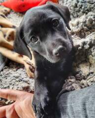 Puppy Survival Thread for New and Old Pups - Spring is around the corner!