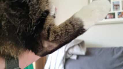 Bald spots on indoor cat