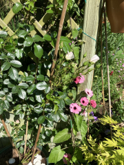 What have you done in the garden today? Part 5