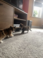 Kitten sisters... not pooing yet?
