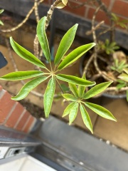 Help with rescued plant