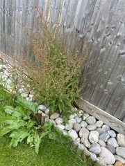 Does anyone know what these weeds/plants are?