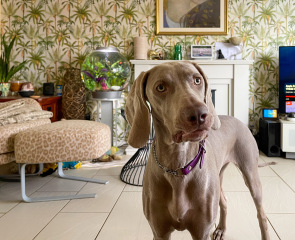 Puppy Survival Thread for New and Old Pups - Spring is around the corner!