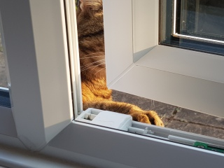 The One where TC moved to Scotland and joined the Excellent Cats