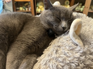 The One where TC moved to Scotland and joined the Excellent Cats