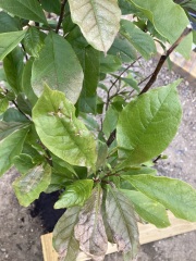 What’s wrong with my magnolia