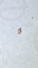 Black mites in UK kitchen